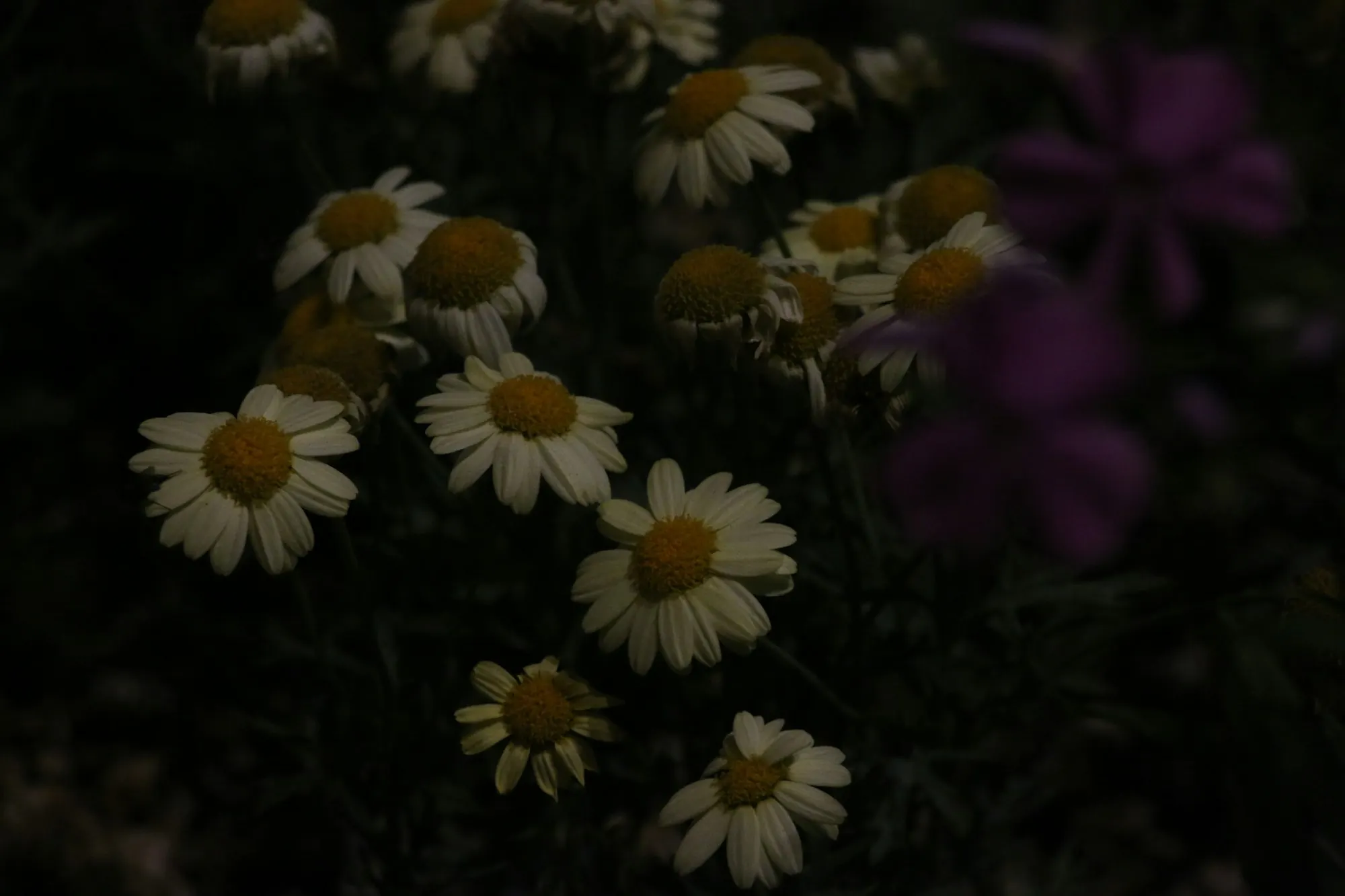 Kamillebloemen in een donkere tuin