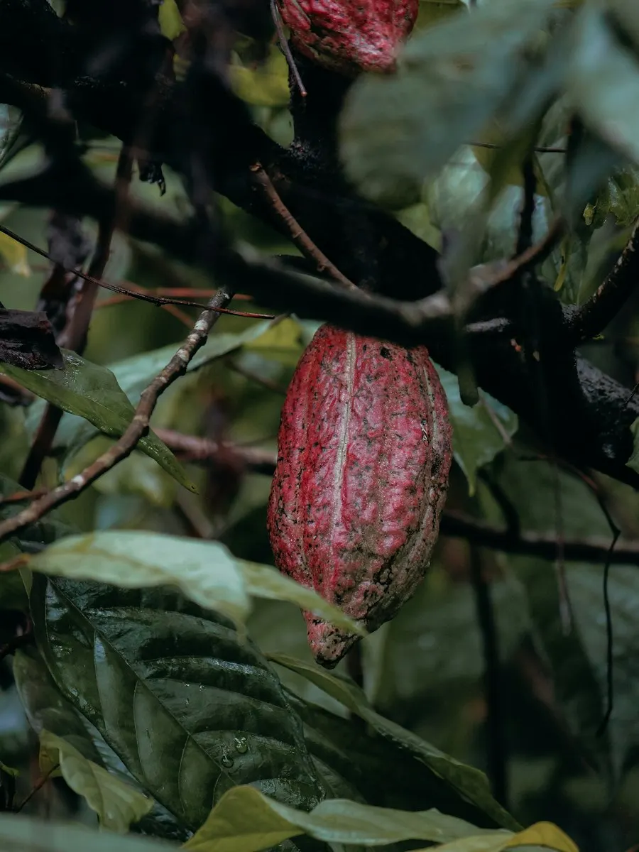 A cacao pod on the tree