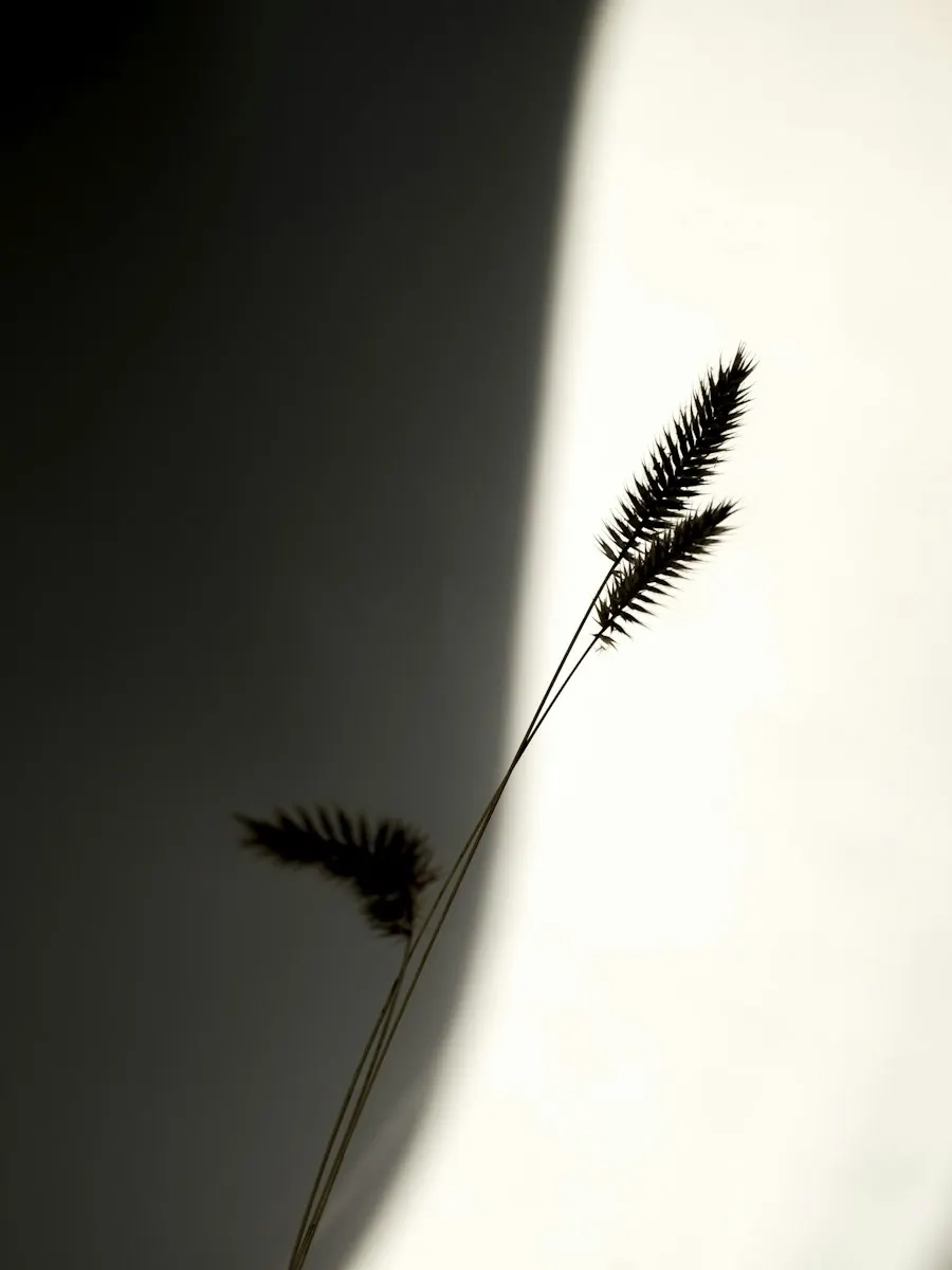 An oat stalk in the light