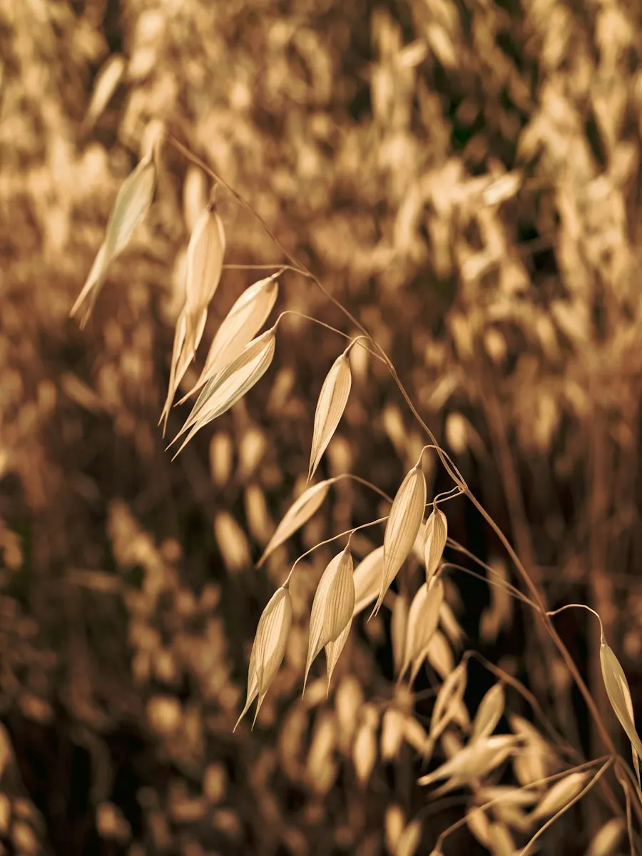 Oats in the field