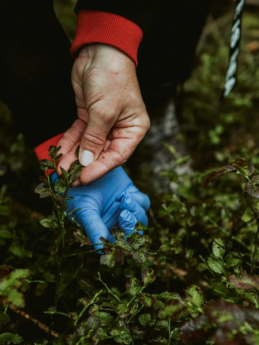 Picking blueberries